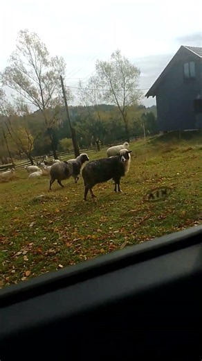 баранчики