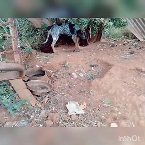 33K views · 1.4K reactions | Update on sweet Luke kennel L6. This...