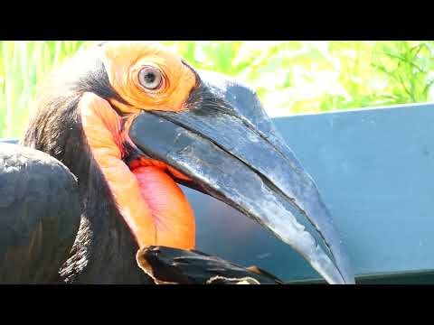 Bunter Hornrabe Der Vogel mit schönen Wimpern Rabe Tiergarten Zoo Schönbrunn Reise Tages Ausflug