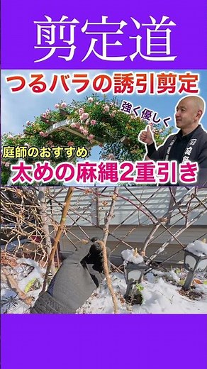 [Climbing Roses] A thick double hemp rope is the best! A detailed explanation of how to train flo...