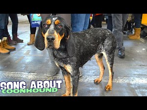 Coonhound Chaos (Song about Coonhounds)