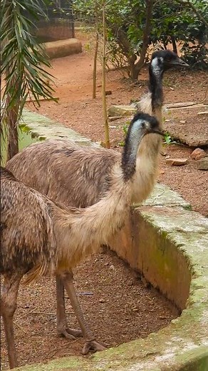 The Silent Wanderers: Emus in the Wild