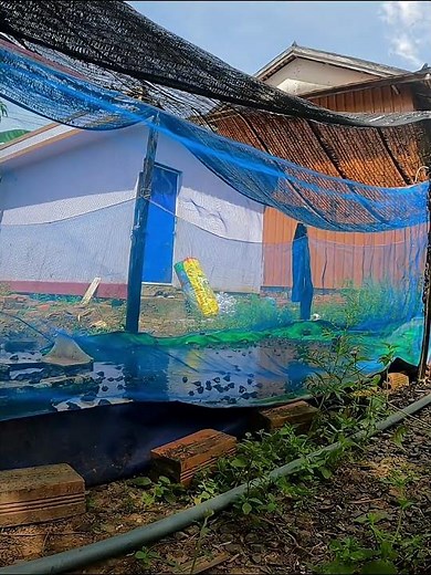 How to Clean a Frog Tank Without Stressing Them #countrylife