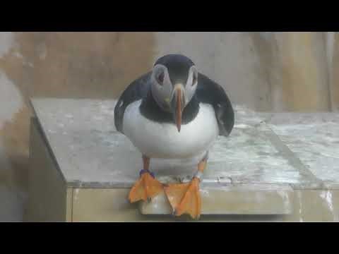 Atlantic puffin (Nasu Animal Kingdom, Tochigi, Japan) April 29, 2018