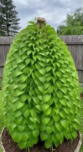Pyramid trellis for passion fruit that fills the plant with fruit.