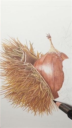 Creating realistic texture on a chestnut drawing #art #drawing #technique