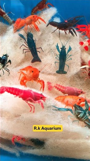Amazing Lobster in Aquarium | Rare & Beautiful View #shortsfeed # lobterlover # #coolvideo