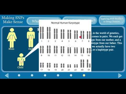 All you need to know about: SNPs, SNPs Haplotypes and Personalized Medicine