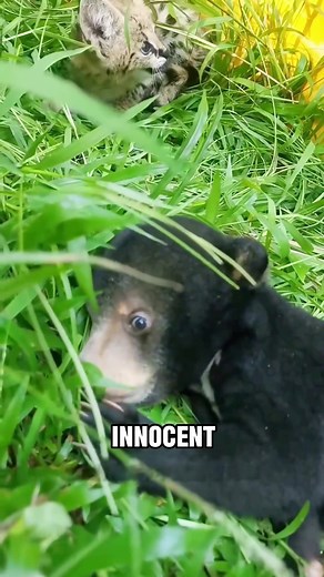 Discover the Adorable Sun Bears in Their Habitat