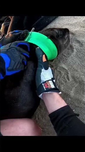 The saw on the Charge+ came in handy for this seal rescue! Video: Ocean Conservation Namibia