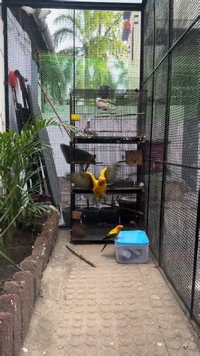 sun conure #bird #birds #sunconure #birdpets