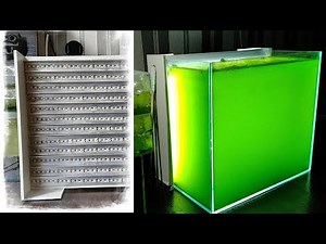 How to grow chlorella at home/How to grow hlorella