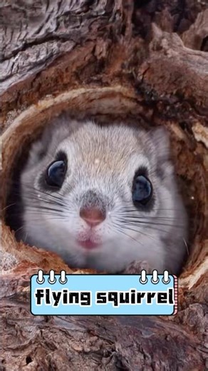 Siberian flying squirrel gliding. #science #fyf #fyp #usa_tiktok