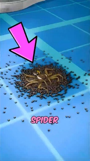 If You Ever Stomp on a Spider, This Might Happen… 😱