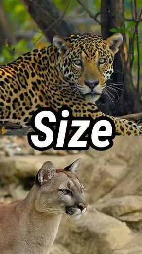 Jaguar vs Puma || @Animalfacts972 || Puma vs Jaguar || #short #shortvideo #viralvideo #jaguar