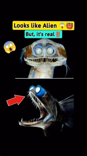 ⚠️Real-Life Alien Fish🫨🤯 | telescope fish | #shorts #wildlife
