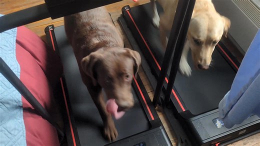 Dogs on treadmills