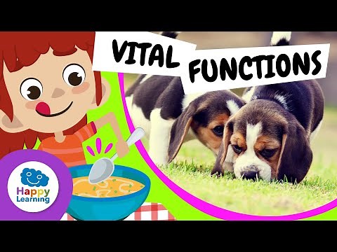 🧠 Learn about Vital Functions! | Educational Videos for Children | ‪@HappyLearningENG‬