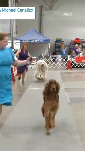 Enjoy highlights from the 2025 Greeley Kennel Club Dog Show, and don't miss our live coverage of the Somerset Hills Kennel Club Dog Show, streaming Saturday, September 6, only on AKCtv! | AKCtv