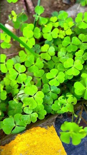 Oxalis Plant Care Guide | How to Grow the Lucky Shamrock Indoors & Outdoors#shorts #viral #trending