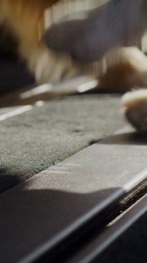 Split gate doubles as a VIP lounge (Very-Important-Puppies) 2025 Lincoln Navigator® SUV | Covert Lincoln