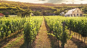 Vinum S: the webshop for unique wine, champagne and spirits.