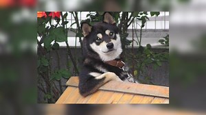 Cool Dog | Know Your Meme