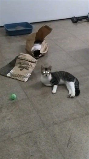 Navier and Karpov - rascals sleeping