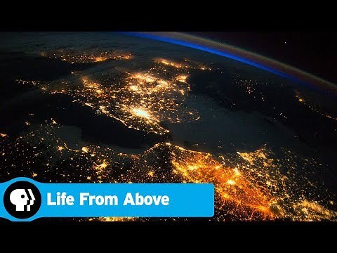 Official Preview | Life From Above | PBS