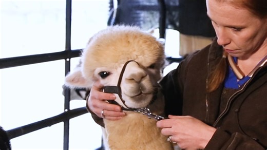 Immunization of Alpacas Lama pacos with Protein Antigens and Production of Antigen-specific Single Domain Antibodies