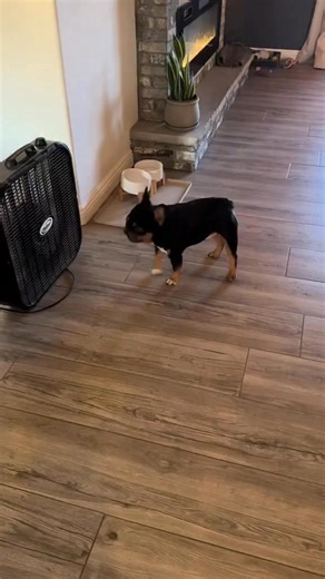56K views · 2.2K reactions | Anyone else’s pup have a lot to say to inanimate objects around the house? 藍 | French Bulldog | Facebook