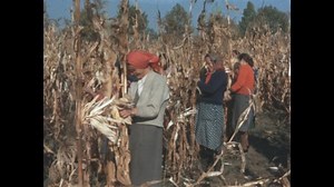 1960s: Women harvest and tie off corn stalks in farm field. Ancient rock wall and tower stand near trees.