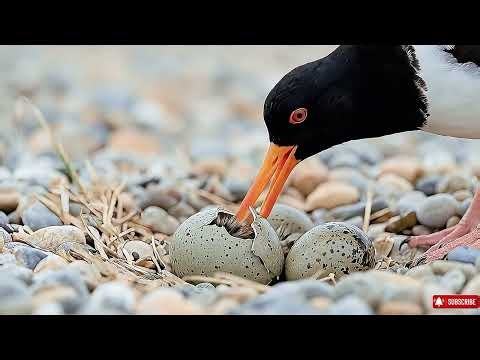 Why This Bird Faces Impossible Odds: American Oystercatcher's Survival Strategy