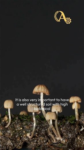 Optimizing Soil Properties for Agricultural Success