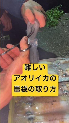 難しすぎるアオリイカの墨袋の取り方 #shorts #short #エギング