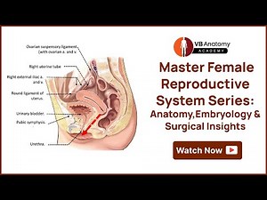 Master Female Reproductive System Series: Anatomy & Surgical Insights