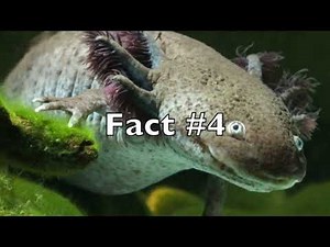 Top 5 amazing facts about Axolotls!