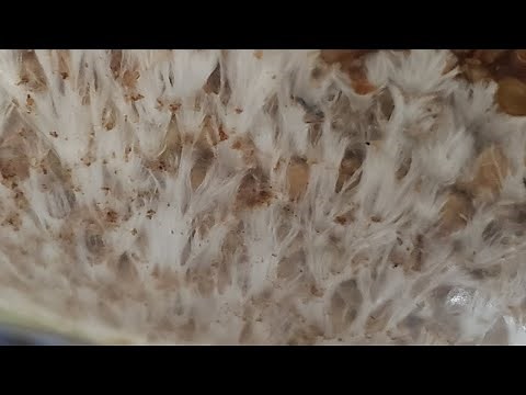 TIMELAPSE - Golden Teacher Millet Bag Colonization