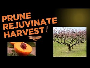 Pruning and rejuvenating older diseased peach trees for a productive future.