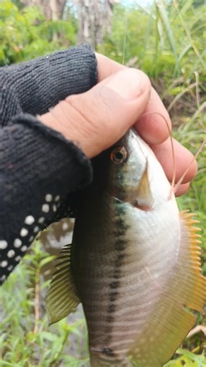 gak semua orang bisa mancing ikan ini, not everyone can catch this fish