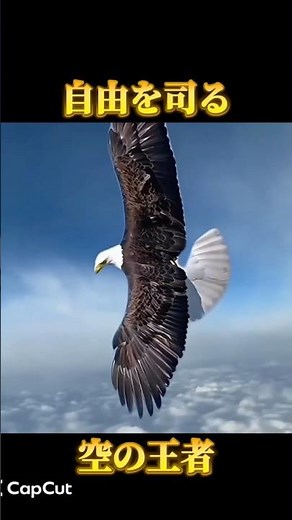 【国鳥】アメリカの象徴、ハクトウワシの驚きの生態 #鳥 #野鳥 #猛禽類 #アメリカ #ハクトウワシ #shorts #雑学