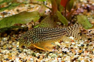 Corydoras sterbai - AquaInfo