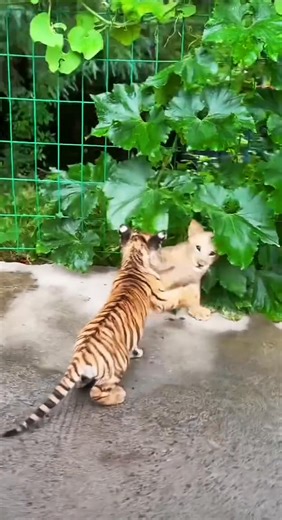 “So cute tiger and lion cubs” ✅ Such cute tiger and lion cubs! ✅ The tiger and lion cubs are so cute! ✅ These are such cute tiger and lion cubs. #animalslove #tigerbaby #lioncubes | Life Time Wild