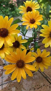 yellow rudbeckia hirta (black-eyed Susan) flowers wet in the rain. Beautiful garden flowers with yellow petals and green leaves in full bloom.