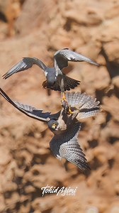 66K views · 1.2K reactions | Aerial Food Transfer between male and female Peregrine Falcons....#peregrinefalcon #falcon #birdsofprey | Tohid Azimi | Facebook