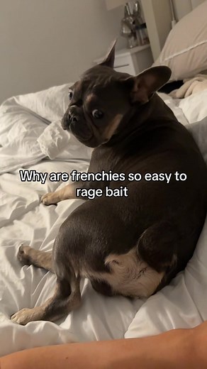 Understanding the Temperament of French Bulldogs