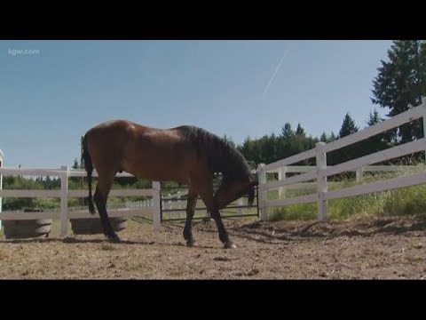 Horse shot while grazing in Washington County