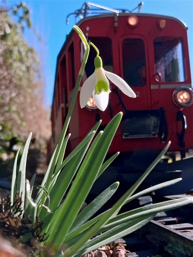 Enjoy Springtime with Your Garden Railway and Cat