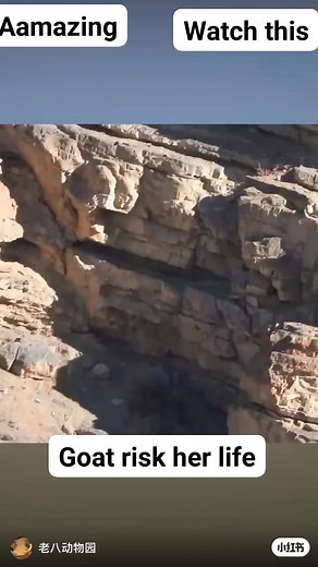 Goat risk her life #shortsreels #viralreelsシ #trendingreelsvideo #shortsviral #trendingreel #shortsfeed #animals #follow #short #share @highlight @followers | CH Amir Saeed