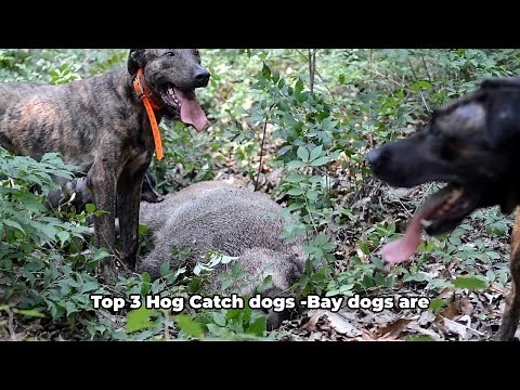 Top Hog Catch Dogs- #Catchdogs #dogtraining #pitbull